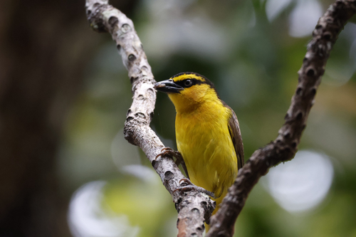 Black-necked Weaver