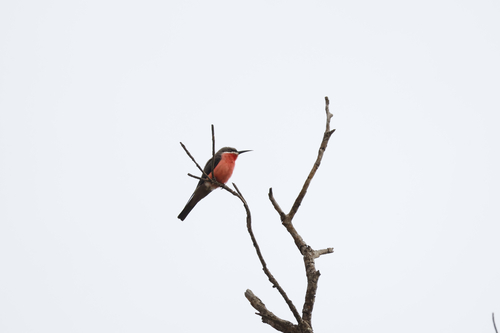 Rosy Bee-eater
