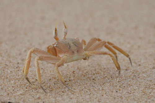Tufted Ghost Crab