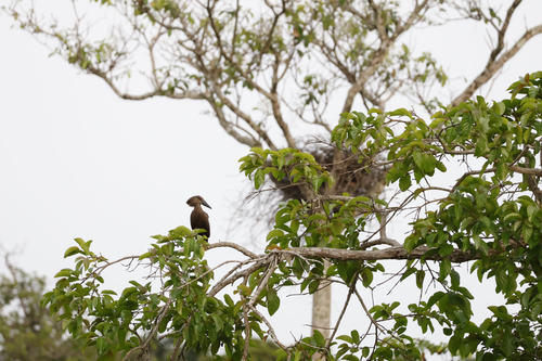 Hamerkop
