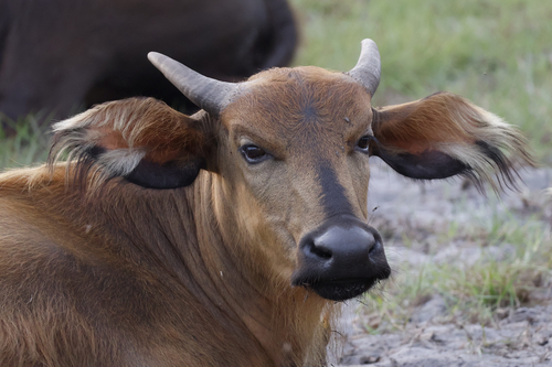 Forest Buffalo