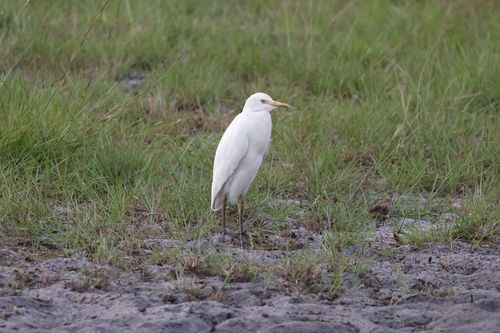 Western Cattle-Egret