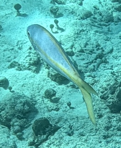 Ocyurus chrysurus