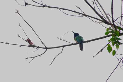 Black-headed Bee-eater