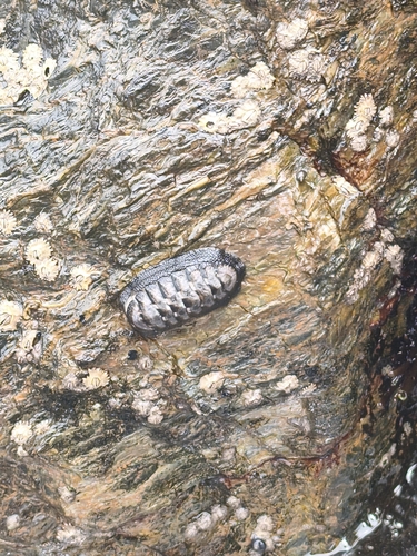 Chiton granosus
