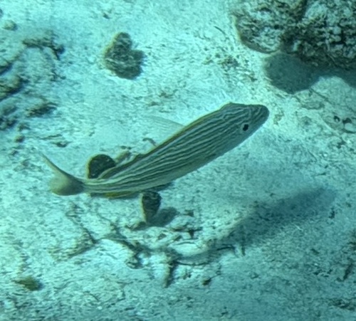 Haemulon sciurus