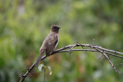 Common Bulbul
