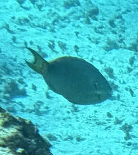 Sparisoma viride