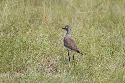 Senegal Lapwing