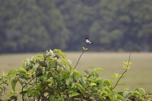 African Stonechat