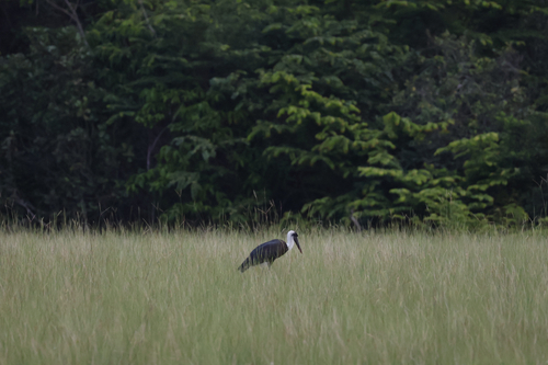 African Woolly-necked Stork