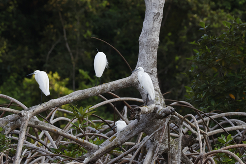 Little Egret
