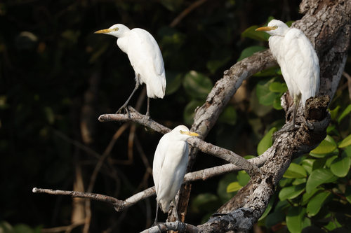 Western Cattle-Egret