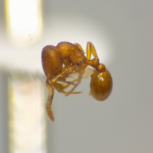 Rogeria cuneolaRogeria cuneola