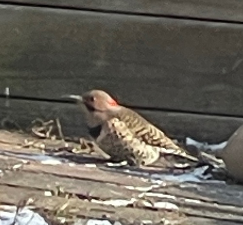 Northern Flicker