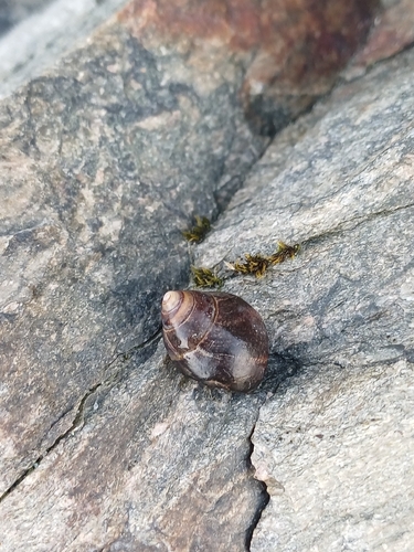 Littorina littorea