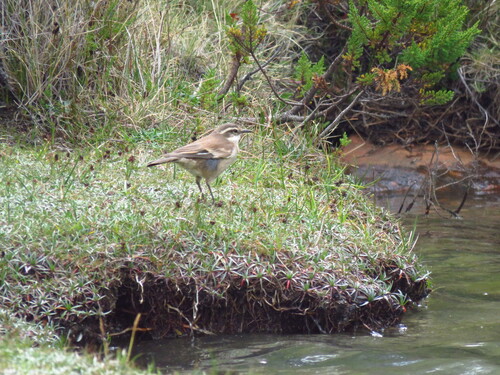 Cream-winged Cinclodes