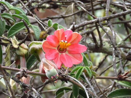 Passiflora trifoliata