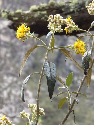 Gynoxys oleifolia