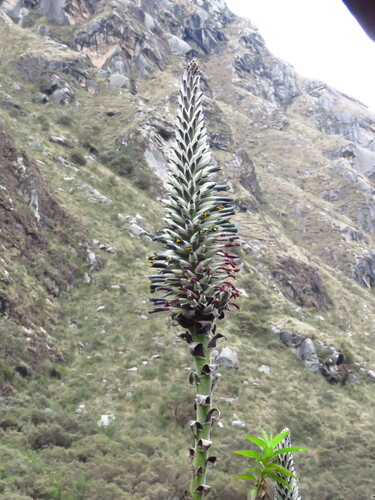 Puya angusta