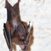 Cozumelan Golden Bat - Photo (c) Carlos N. G. Bocos, all rights reserved, uploaded by Carlos N. G. Bocos