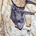 Common Vampire Bat - Photo (c) Carlos N. G. Bocos, all rights reserved, uploaded by Carlos N. G. Bocos