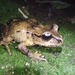 New Zealand Primitive Frogs - Photo (c) Phil Bishop, all rights reserved, uploaded by Phil Bishop