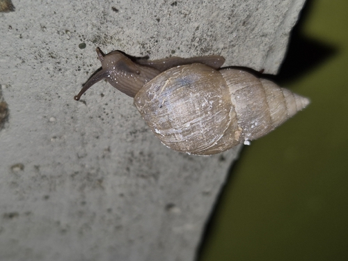 Bulimulus tenuissimus