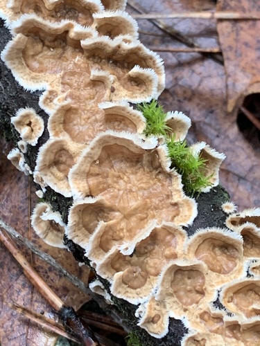 Stereum ochraceoflavum