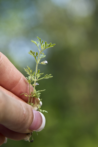 Leucospora