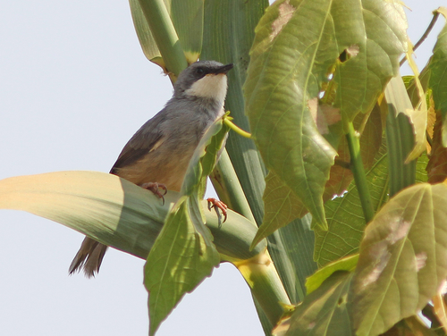Subspecies Schistolais leucopogon reichenowi · iNaturalist