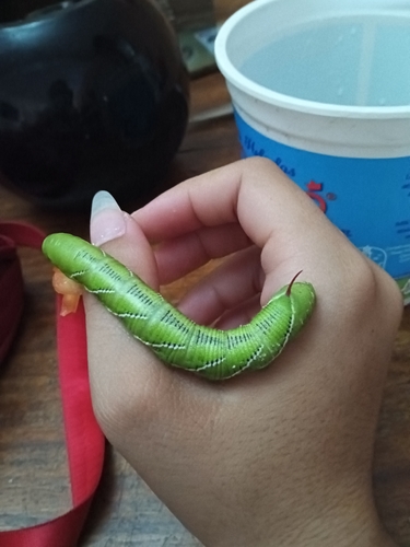 Carolina Sphinx