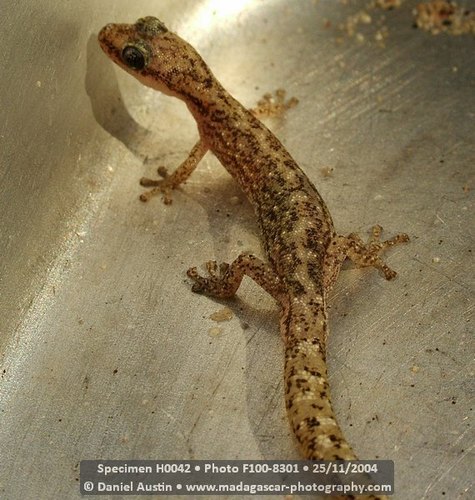 Toliara Ghost Gecko