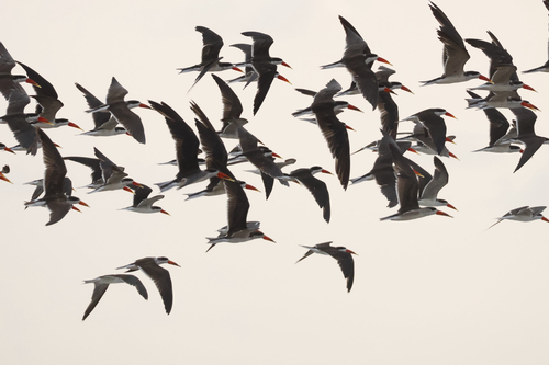 African Skimmer