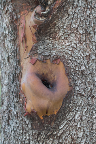 iNaturalist observation photo of Pacific madrone