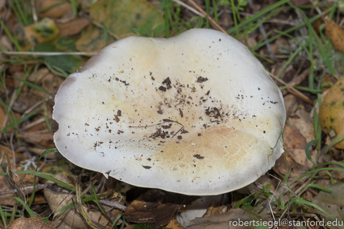 iNaturalist observation photo of Common Gilled Mushrooms and Allies