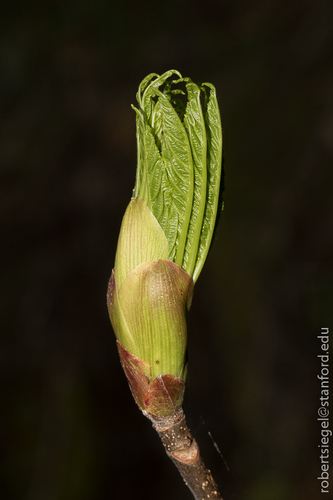 iNaturalist observation photo of California buckeye