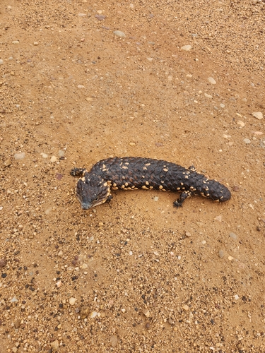 Shingleback