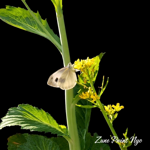 Indian Cabbage White