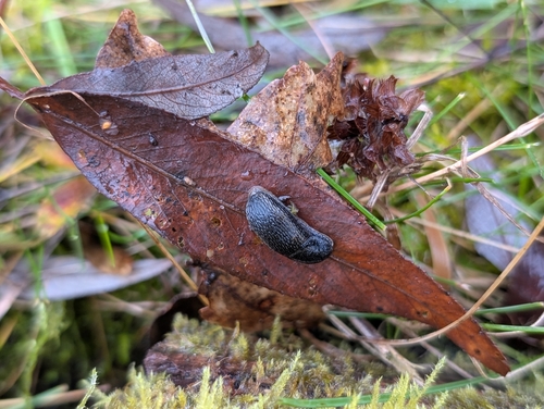 Arion distinctus