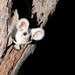 Gliders, Ring-tailed Possums, and Allies - Photo (c) Josh Bowell, all rights reserved, uploaded by Josh Bowell