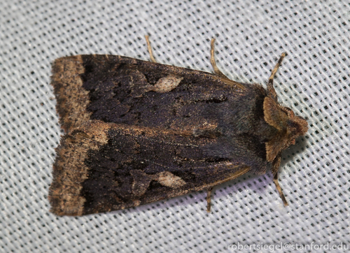 iNaturalist observation photo of Orthosia praeses