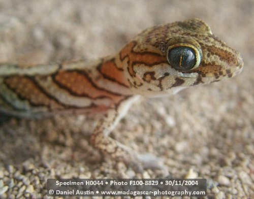 Madagascar Ground Gecko