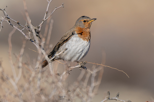 Red-throated Thrush