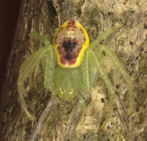 Diaea livens