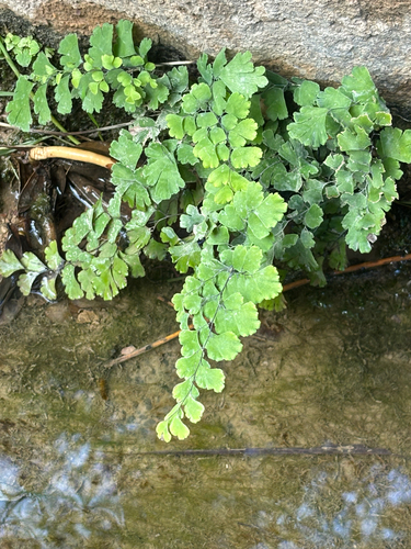 black maidenhair fern