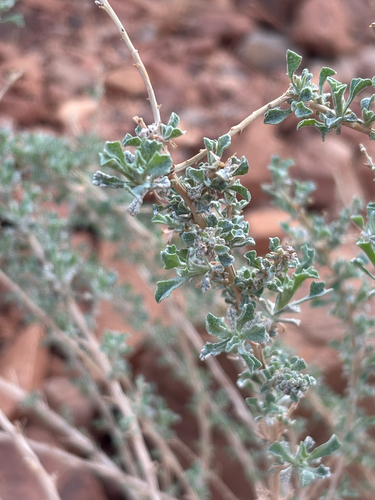 Anvillea garcinii