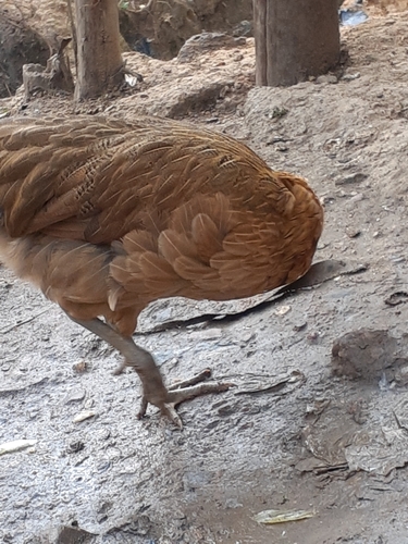 Domestic Chicken