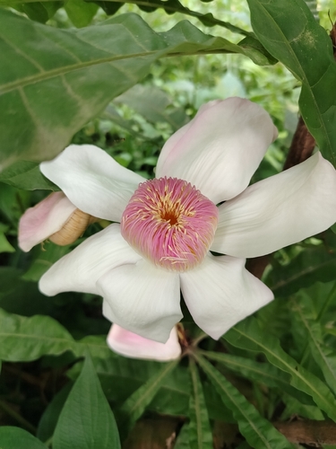 Gustavia angustifolia