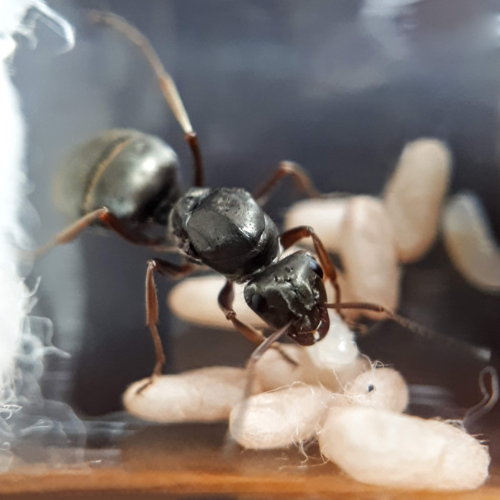 Formica cinerea
